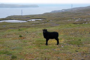 Na Faerských ostrovech žije prý velké množství polodivokých ovcí. Jestli je tato jedna  z nich, to bohužel nevím.