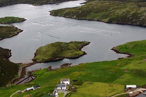 Artificial breeding of scallops